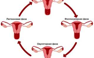 Каковы причины коричневых выделений в середине цикла и представляют ли они опасность для здоровья?