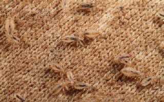 Избавляемся самостоятельно от бельевых вшей: советы и рекомендации