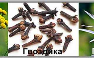 Полынь пижма гвоздика от паразитов отзывы. Тройчатка Иванченко