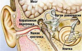 Стафилококк в ушах: симптомы, как лечить и последствия заражения