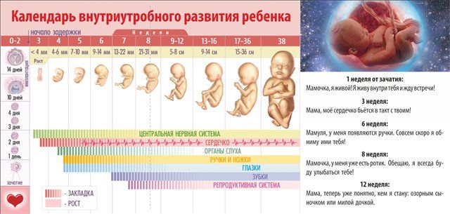 Календарь внутриутробного развития плода в первом триместре беременности Календарь внутриутробного развития плода в первом триместре беременности
