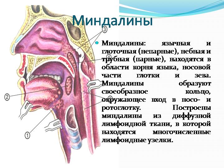 Лимфаденоидное глоточное кольцо Лимфаденоидное глоточное кольцо