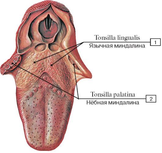 Миндалина в корне языка и есть язычная Tonsiliia lingualis
