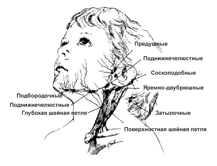 На схематическом фото показано расположение лимфоузлов в области шеи. На схематическом фото показано расположение лимфоузлов в области шеи.