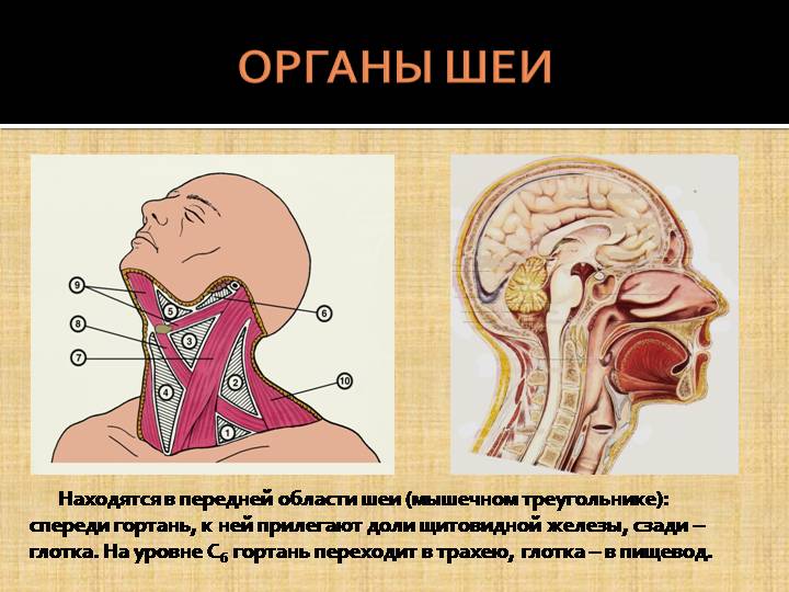 Органы шеи, изменения в которых могут привести к комку в горле. Органы шеи, изменения в которых могут привести к комку в горле.