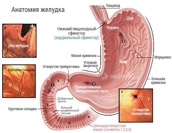 При неправильной работе нижнего сфинктера (кардинального жома) появляется ком в горле, отрыжка воздухом При неправильной работе нижнего сфинктера (кардинального жома) появляется ком в горле, отрыжка воздухом