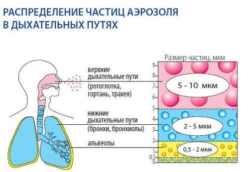 Распределение аэрозоля при ингаляции Распределение аэрозоля при ингаляции