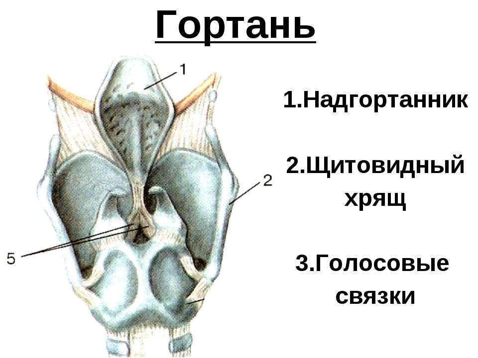 Устройство гортани Устройство гортани