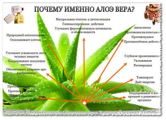 Полезные свойства алоэ Полезные свойства алоэ